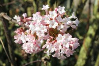 Viburnum bodnantense Dawn kräftig 3xv 125- 150 cm cm kräftig