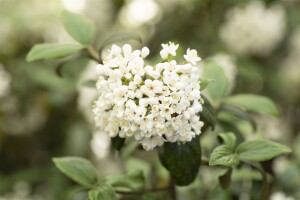 Viburnum burkwoodii Conoy Stammhöhe 80 cm + Krone