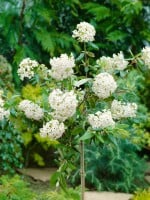 Viburnum burkwoodii Conoy Stammhöhe 80 cm + Krone