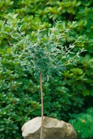 Viburnum burkwoodii Conoy Stammhöhe 80 cm + Krone