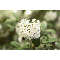 Viburnum burkwoodii Conoy mB 40- 60 cm