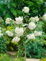 Viburnum burkwoodii Conoy mB 40- 60 cm