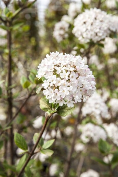 Viburnum burkwoodii Mohawk 40- 60 cm