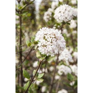Viburnum burkwoodii Mohawk 40- 60 cm
