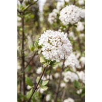 Viburnum burkwoodii Mohawk 80- 100 cm