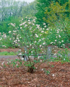 Viburnum burkwoodii Mohawk mehrjährig Stammhöhe 80 + Krone