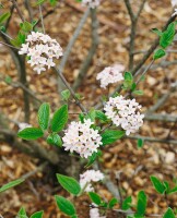 Viburnum burkwoodii Mohawk mehrjährig Stammhöhe 80 + Krone