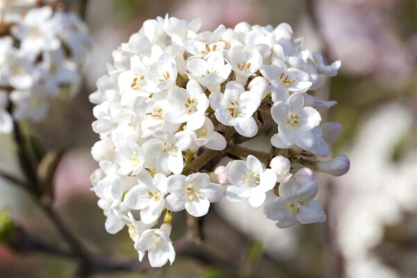 Viburnum carlesii Aurora 125- 150 cm