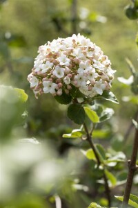 Viburnum carlesii Aurora 125- 150 cm