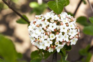 Viburnum carlesii Aurora 125- 150 cm