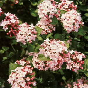 Viburnum carlesii Aurora 125- 150 cm