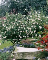 Viburnum carlesii Aurora 125- 150 cm