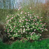 Viburnum carlesii Aurora 125- 150 cm