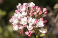 Viburnum carlesii Aurora 125- 150 cm