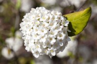 Viburnum carlesii Aurora 125- 150 cm