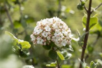 Viburnum carlesii Aurora 125- 150 cm