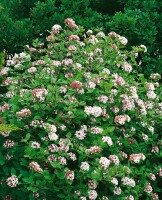 Viburnum carlesii Aurora 125- 150 cm