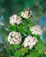 Viburnum carlesii Aurora 125- 150 cm