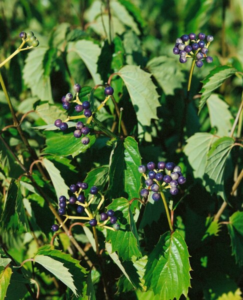 Viburnum dentatum Blue Muffin  kräftig 3xv mb 150-175 cm kräftig