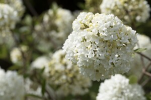 Viburnum Eskimo Stammhöhe 80 cm + Krone