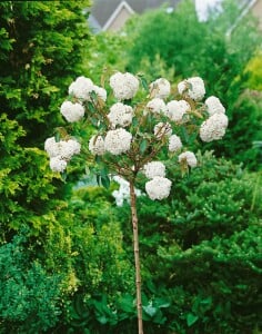 Viburnum Eskimo Stammhöhe 80 cm + Krone