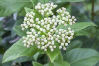 Viburnum Eskimo Stammhöhe 80 cm + Krone