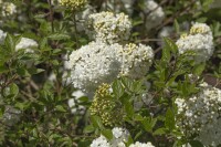 Viburnum Eskimo Stammhöhe 80 cm + Krone