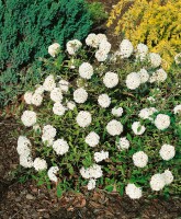 Viburnum Eskimo Stammhöhe 80 cm + Krone