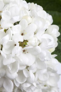 Viburnum Eskimo mehrjährig Stammhöhe 125 cm + Krone