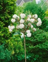 Viburnum Eskimo mehrjährig Stammhöhe 125 cm + Krone