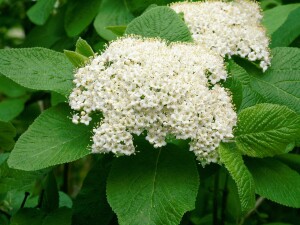 Viburnum lantana 125- 150 cm