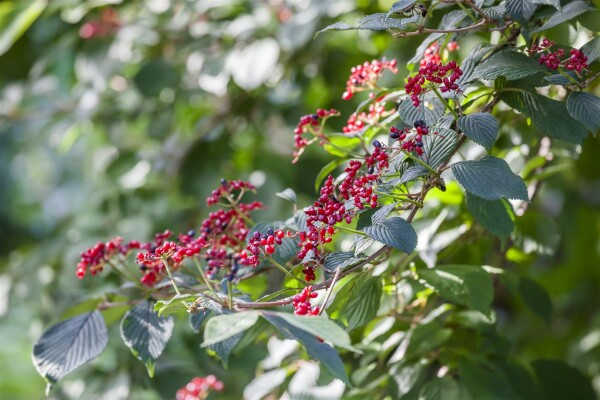 Viburnum lantana 150- 200 cm