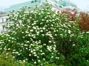 Viburnum lantana 150- 200 cm