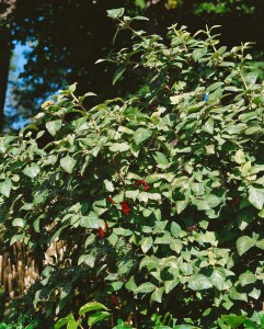 Viburnum lantana 150- 200 cm