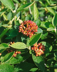 Viburnum lantana 150- 200 cm