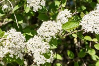 Viburnum lantana 150- 200 cm