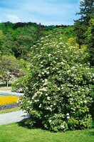 Viburnum lantana 150- 200 cm