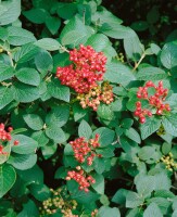 Viburnum lantana 150- 200 cm