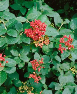 Viburnum lantana 125- 150 cm