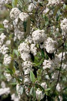 Viburnum lantana 125- 150 cm