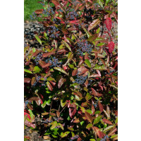 Viburnum nudum Brandywine  40- 60 cm
