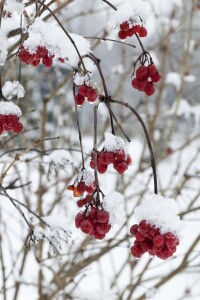 Viburnum opulus 125- 150 cm