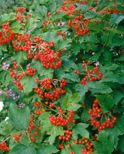 Viburnum opulus 125- 150 cm