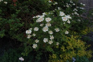 Viburnum opulus 125- 150 cm