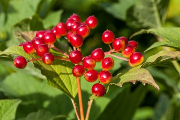 Viburnum opulus mb 100-125 cm