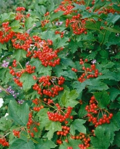 Viburnum opulus mb 100-125 cm