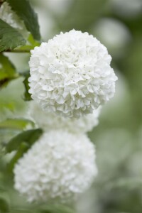 Viburnum opulus mb 100-125 cm