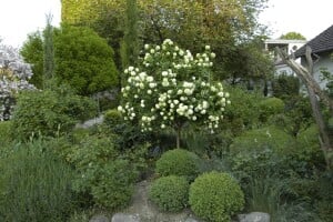 Viburnum opulus mb 100-125 cm