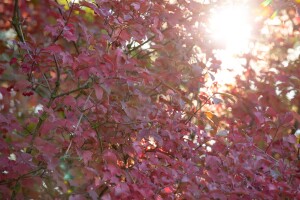 Viburnum opulus mb 100-125 cm