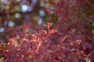 Viburnum opulus mb 100-125 cm